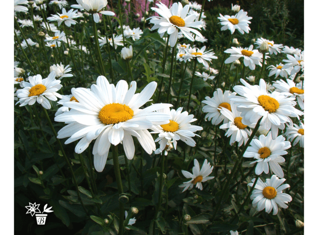 Leucanthemum × superbum   'Dandy'